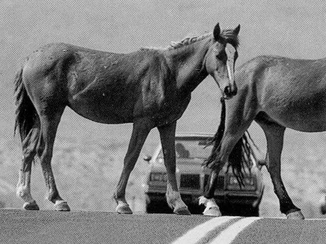 Local wildlife photographer has seen – and shot – pretty much everything
